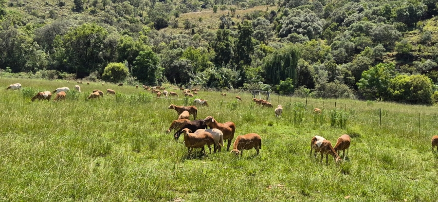 11 Bedroom Property for Sale in Groot Marico North West